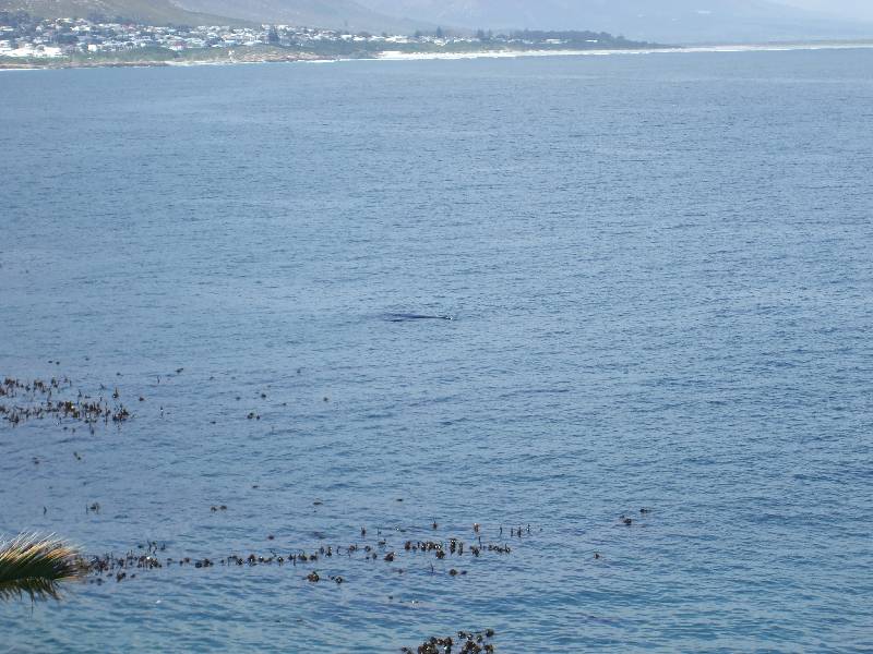 Hermanus (8) 